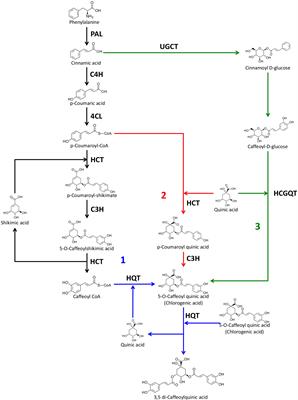 Exploring the metabolic and physiological roles of HQT in S. lycopersicum by gene editing